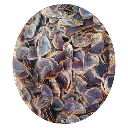 Natural Incense Material Supplier - Conch Shell Traditional
