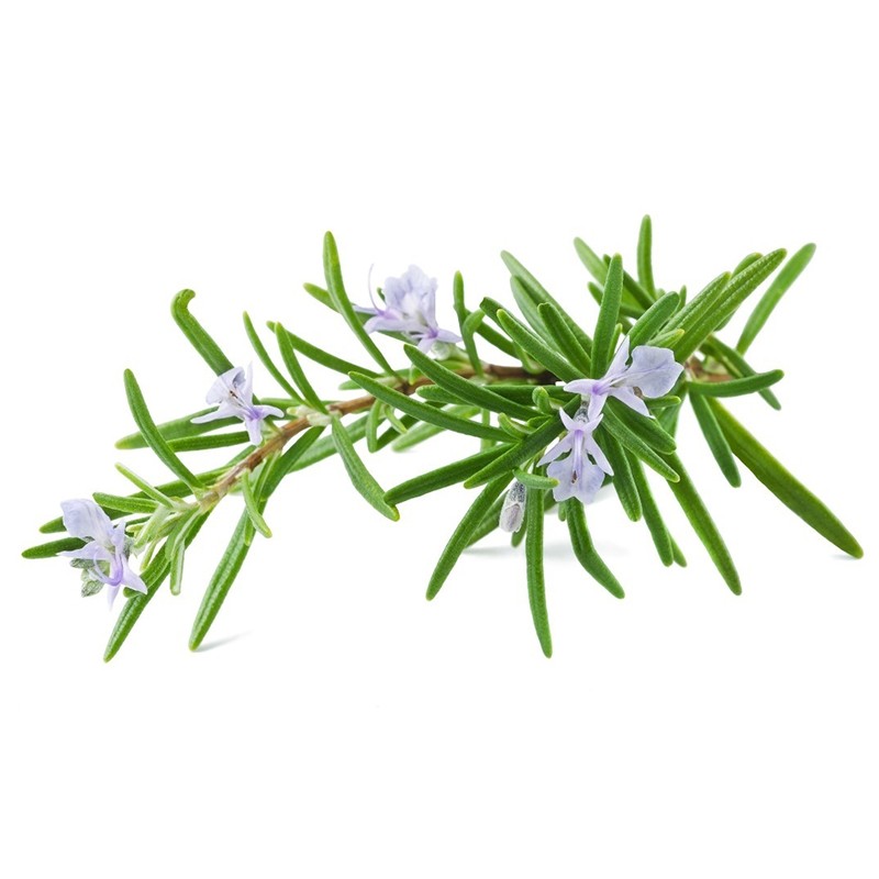 Rosemary Extract Manufacturer - Pure Organic Liquid Hair Growth
