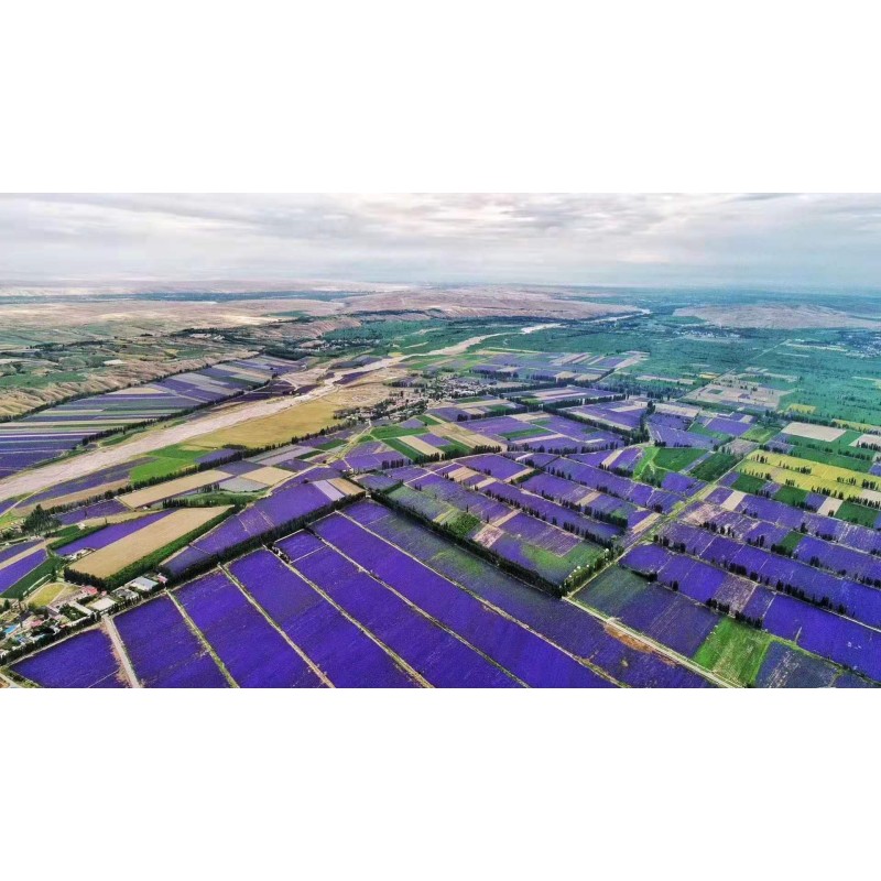 Lavender Essential Oil Manufacturer - 100% Natural for Face Skin Care