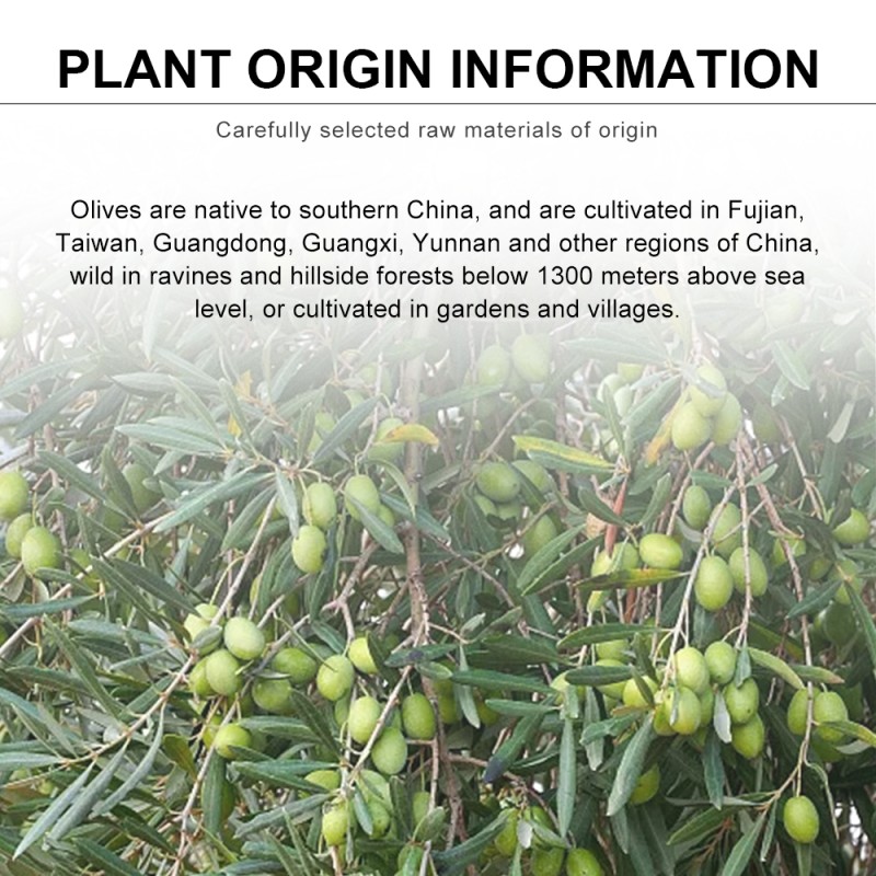 Olive Oil Manufacturer - OEM Wholesale 100% Pure Organic 5kg 1KG