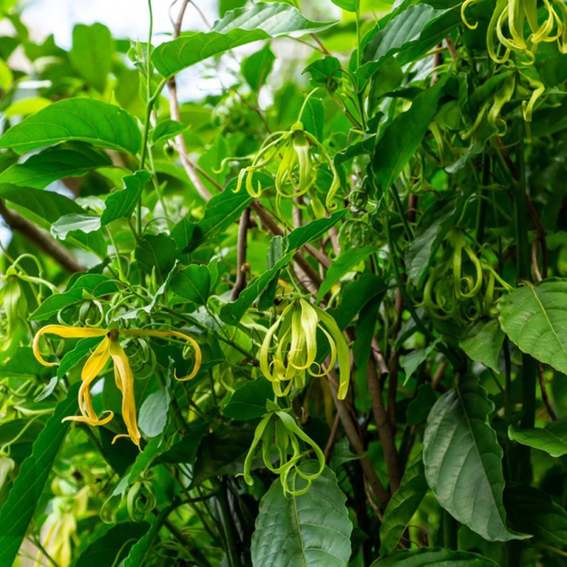Ylang Essential Oil Supplier - OEM Natural Organic Sweet Odor Wholesale