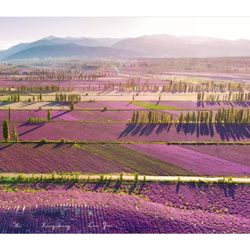 Lavender Essential Oil Factory - Wholesale Price Natural Pure Organic