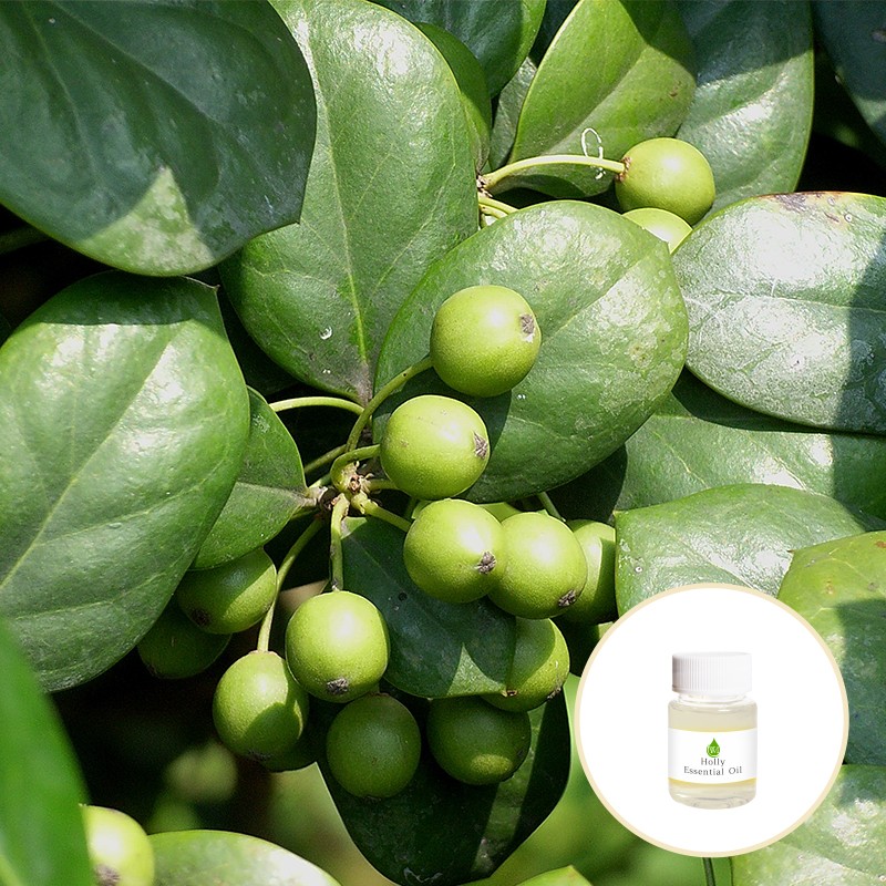 Holly Essential Oil Supplier - Wholesale Price Organic Natural Bulk