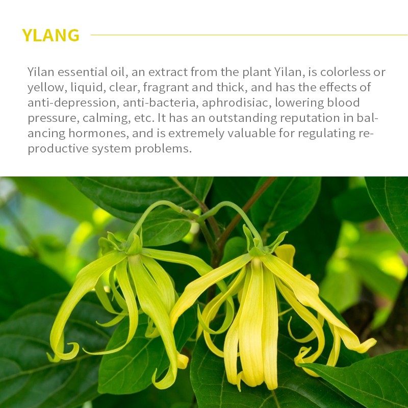 Ylang Essential Oil Supplier - OEM Natural Organic Sweet Odor Wholesale