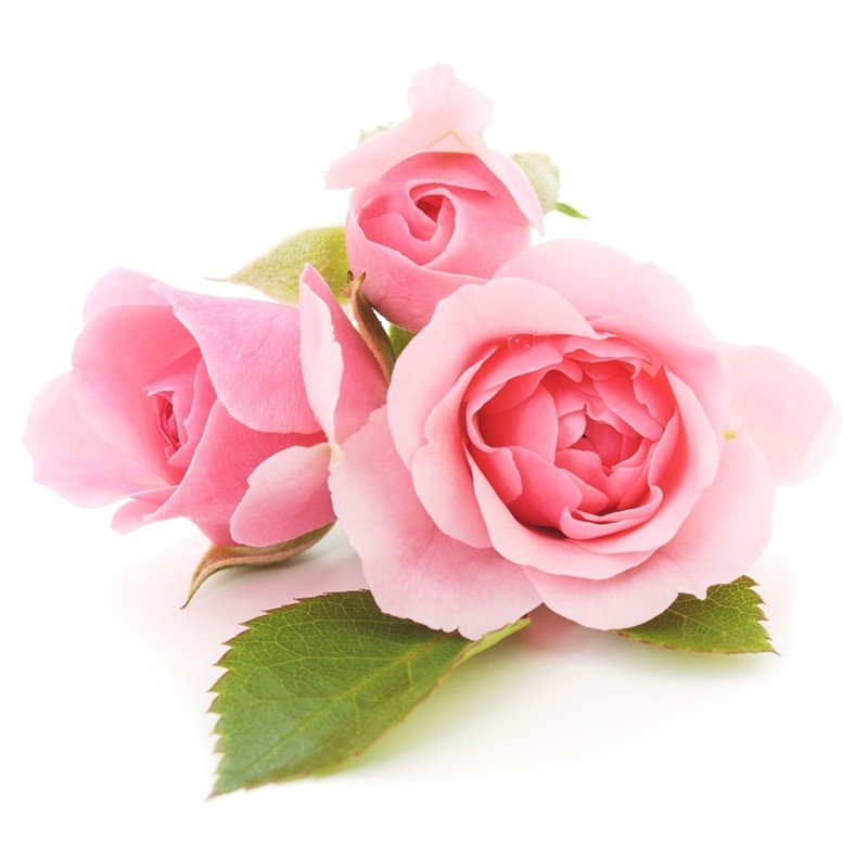 Rose Hydrosol Manufacturer - Natural Toner Hydrating Raw Material
