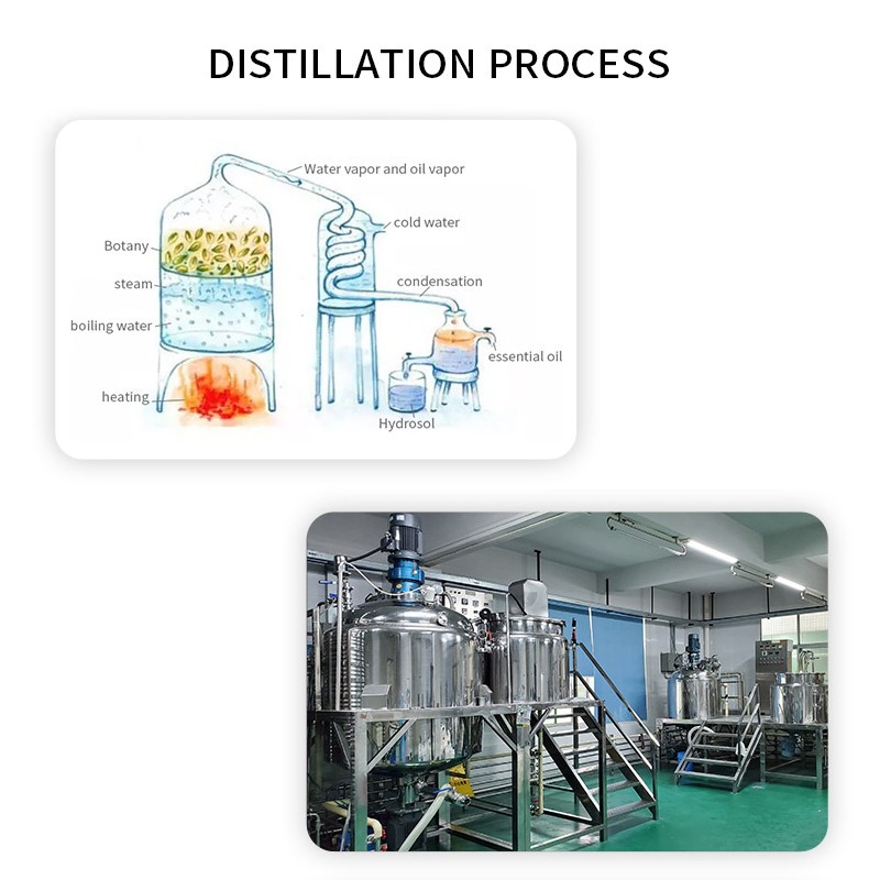 Rosemary Extract Manufacturer - Pure Organic Liquid Hair Growth