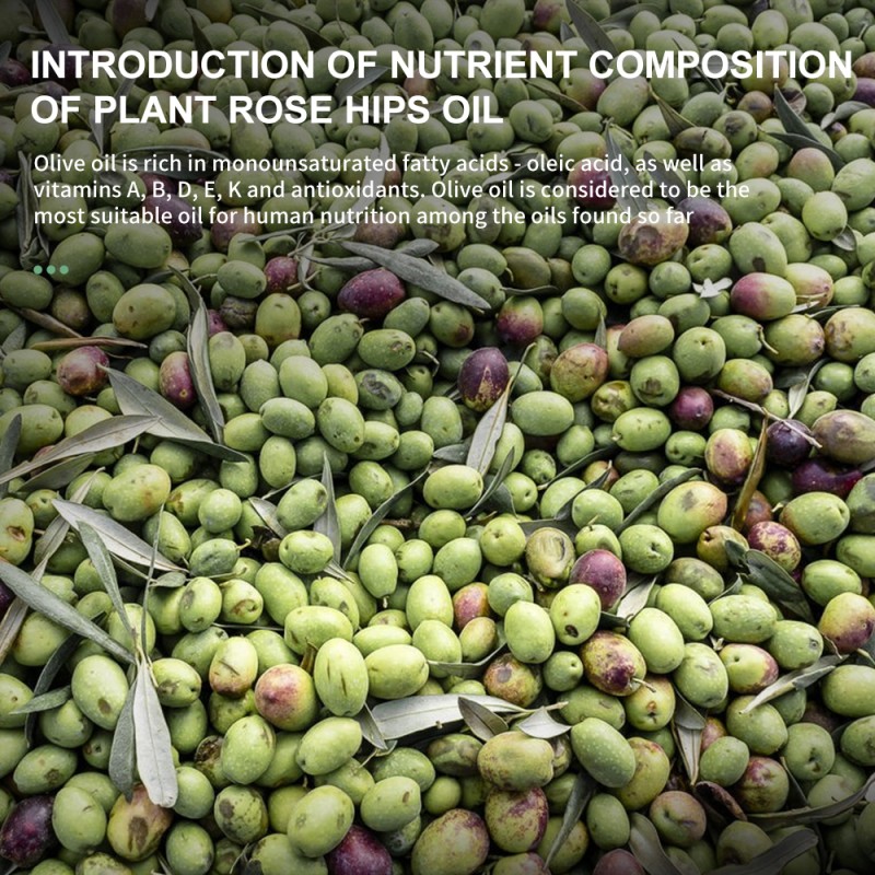 Olive Oil Factory - Wholesale Spanish Extra Virgin Organic Bulk