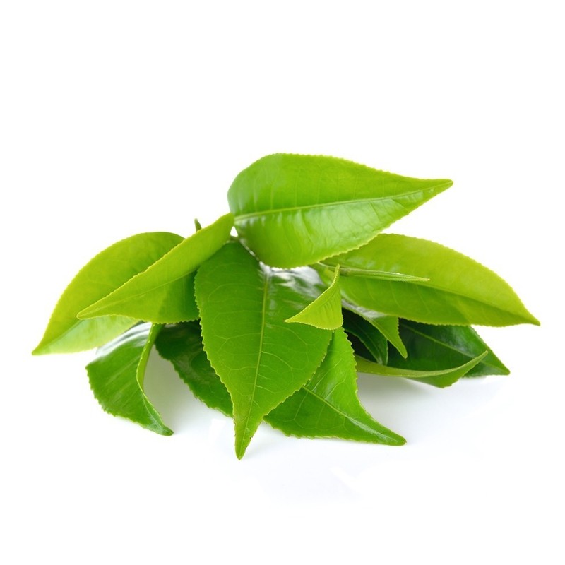 Green Tea Hydrosol Supplier - Organic Distilled Floral Water Bulk