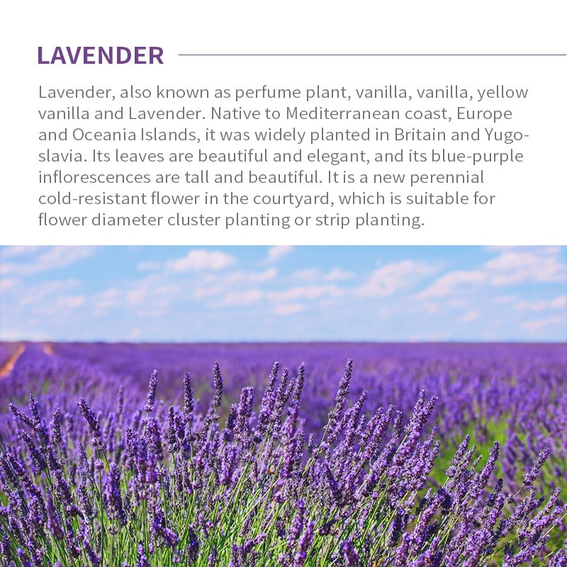 Lavender Essential Oil Supplier - High Quality 100% Pure Raw Organic