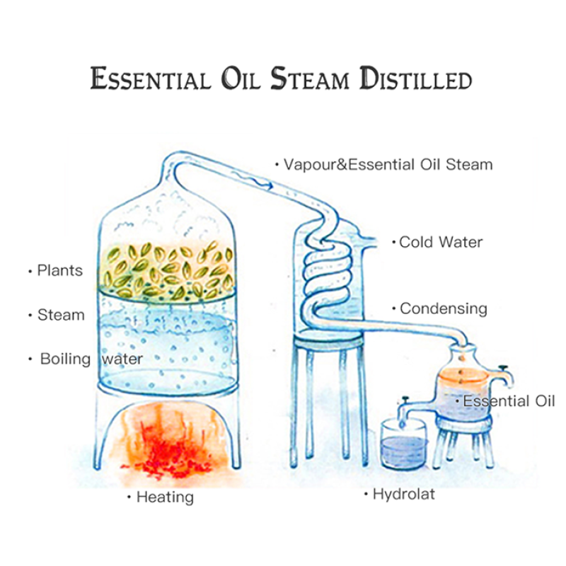 Rosemary Oil Factory - Cosmetic Grade Pure for Hair Skin Care