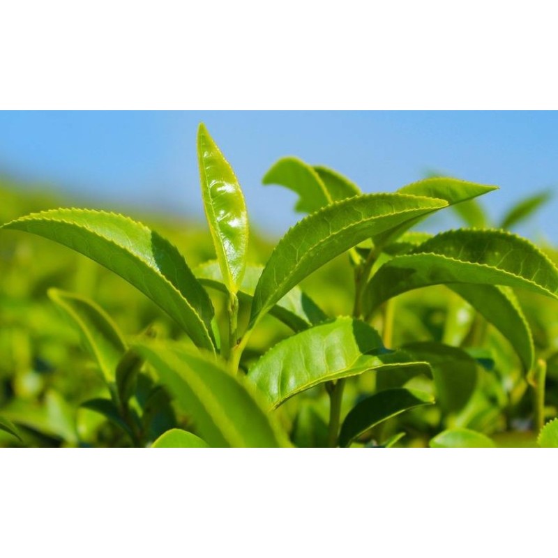 Tea Tree Essential Oil Manufacturer - OEM Wholesale Top Grade