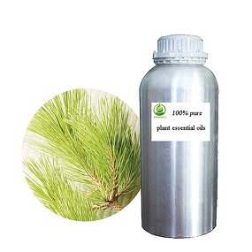 Pine Needle Oil Supplier - Bulk Wholesale Price Private Label