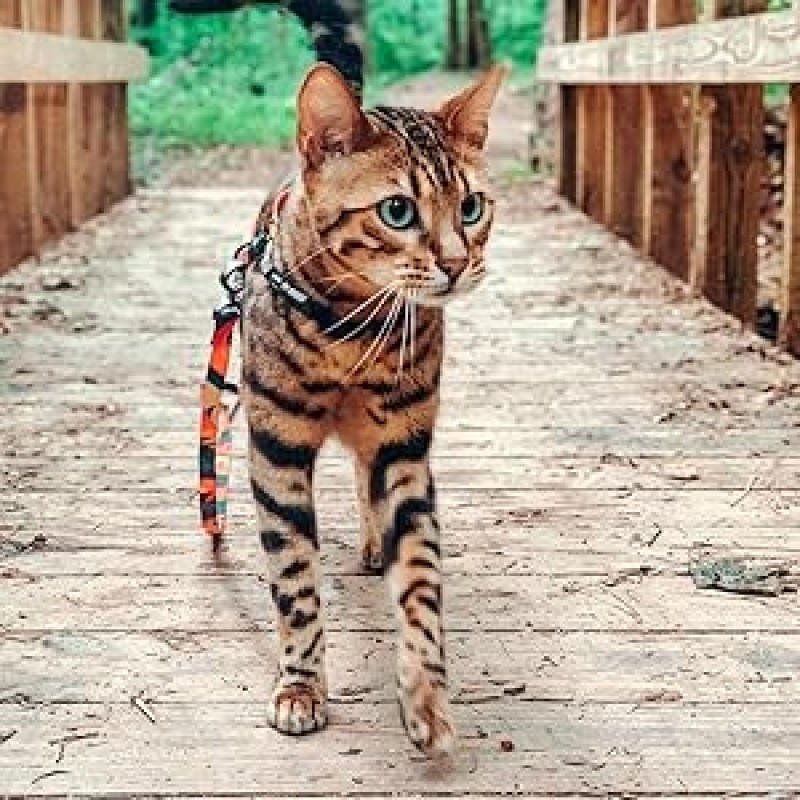Cat Harness Set Factory - Escape Proof Adjustable Kitten