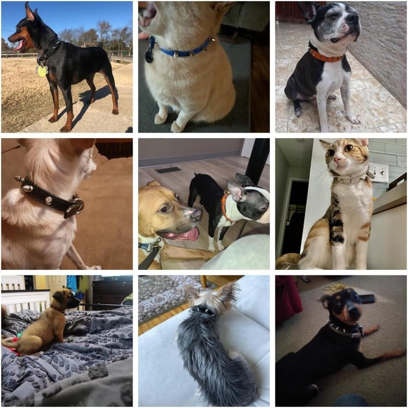 Leather Dog Collar Factory - Solid Button Closure Rivet