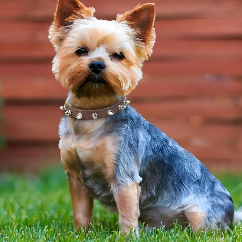 Leather Dog Collar Factory - Solid Button Closure Rivet