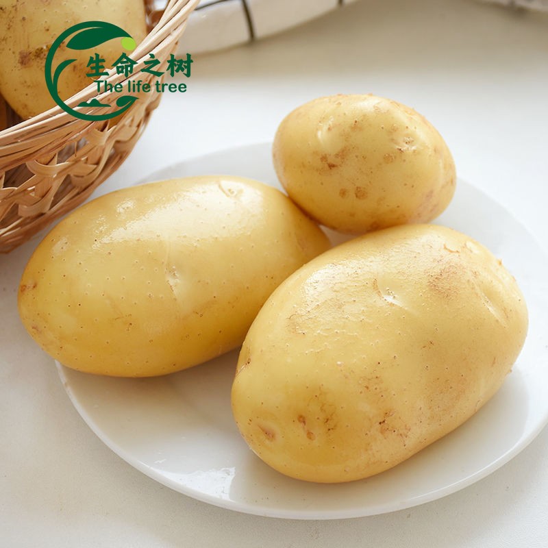 Potato Starch Factory - Organic Powder Bulk Bag Packaging