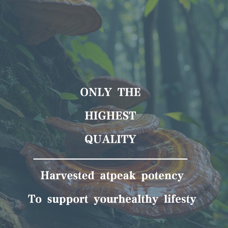 Ganoderma Spore Powder Capsules Factory - Immune Regulation Liver Care