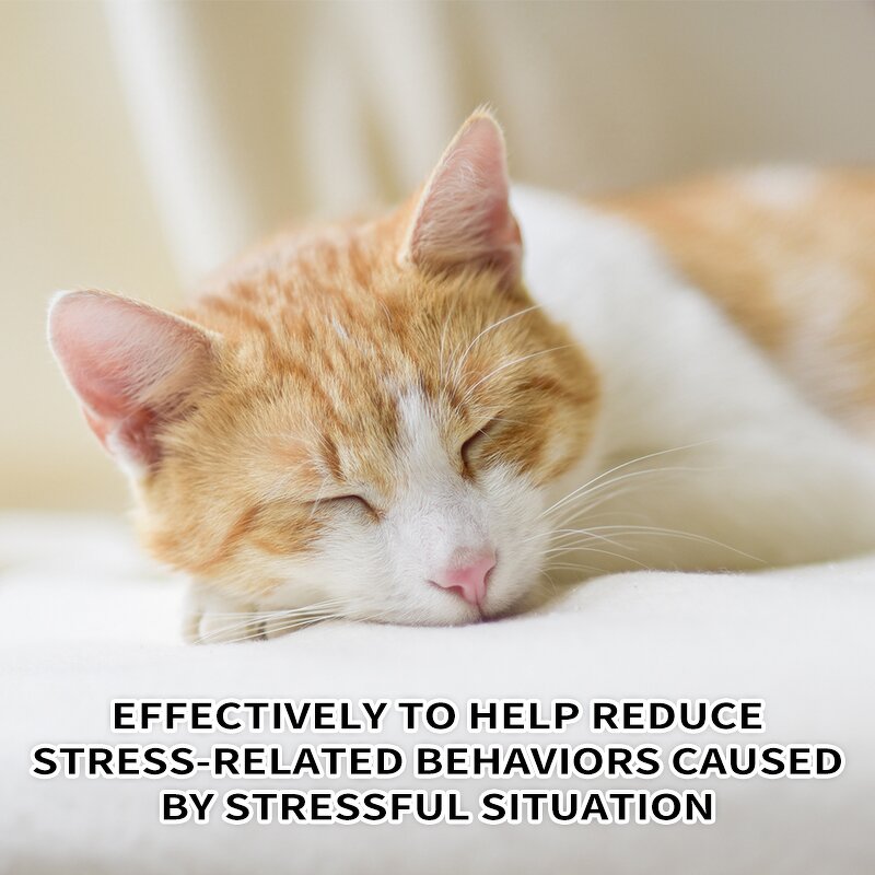 Cat Calming Collar Supplier - Reducing Cat Anxiety Long Lasting Protection