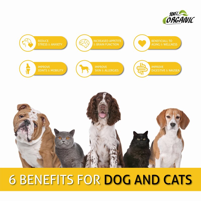 Pet Hemp Seed Oil Factory - for Dogs Cats Joint Skin Anxiety Support