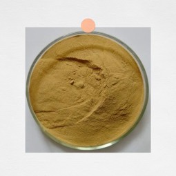 Garcinia Cambogia Extract Manufacturer - Natural Plant Based Weight Management