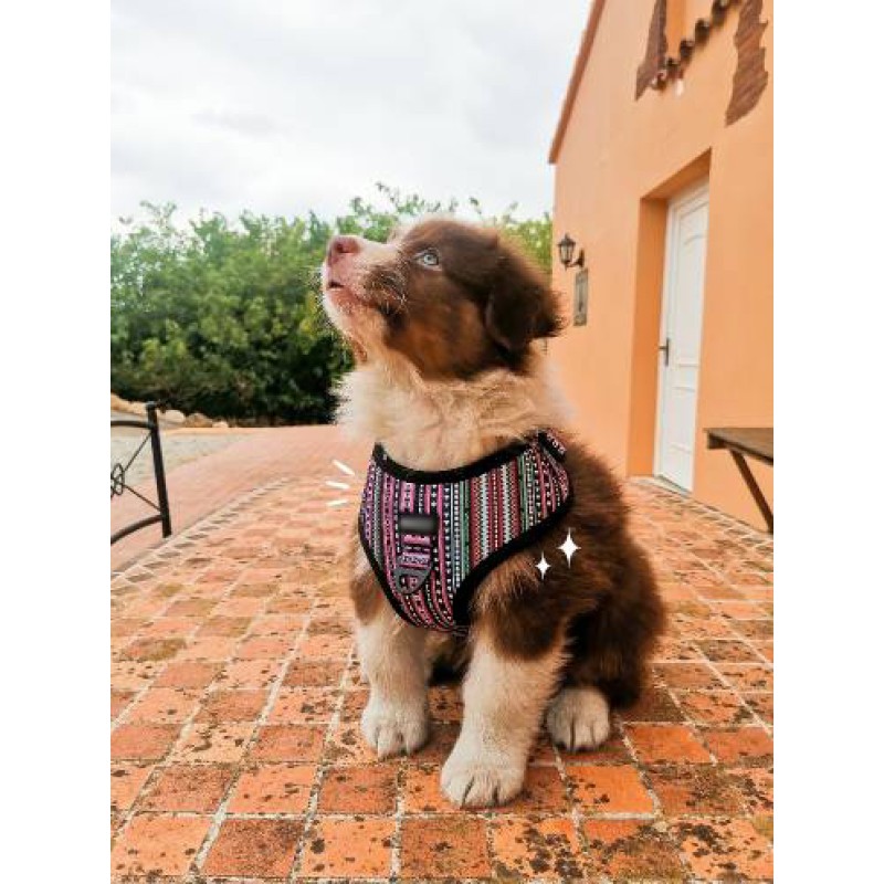 Personalized Dog Harness Set Manufacturer - Customize Luxury with Poop Bag Bandana