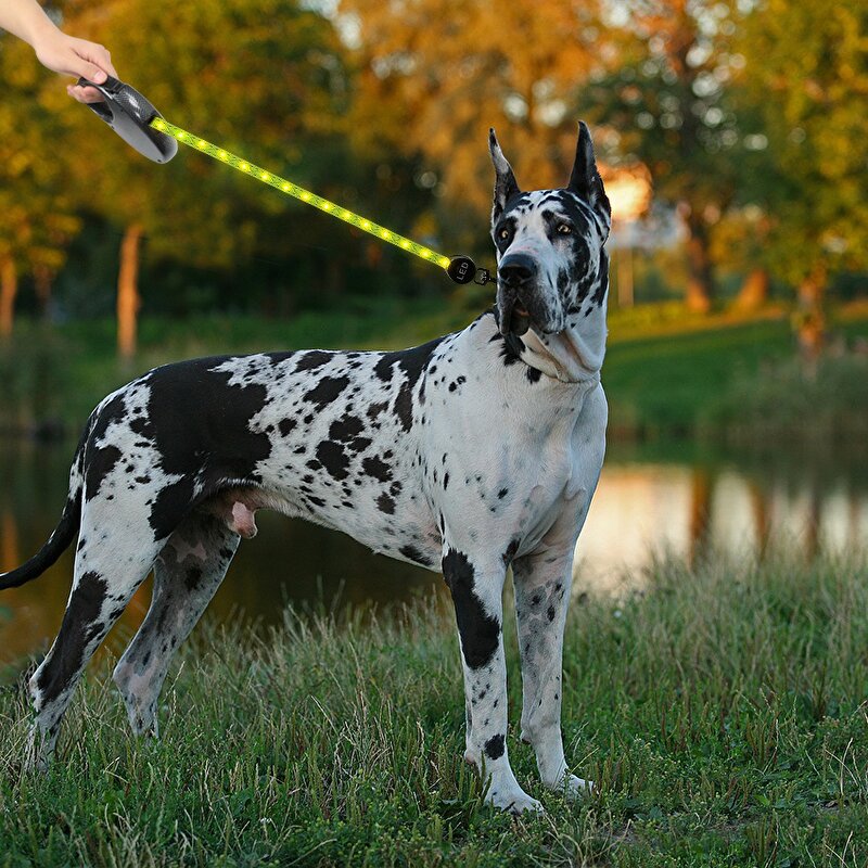 Automatic Retractable Dog Leash Manufacturer - Luxury PVC LED Illuminated Traction