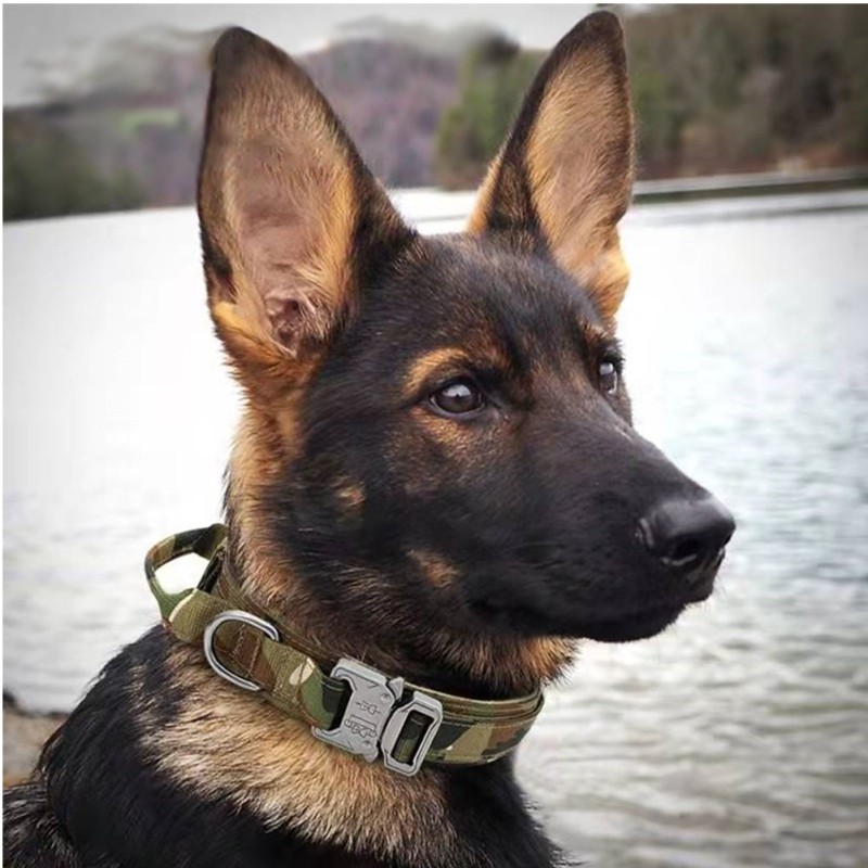 Cat Recovery Collar Manufacturer - Extra-Large Free Sample Training Tactical