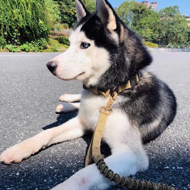 Pearl Dog Collar Necklace Manufacturer - Value Pack Custom Wholesale Training