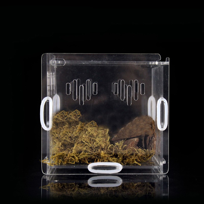 Acrylic Reptile Terrarium Manufacturer - Small Plastic Tank for Spider Lizard Snake