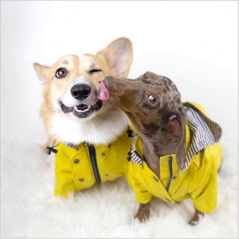 Dog Raincoat Manufacturer - British Style Hot Sale Yellow Stripe with Hood