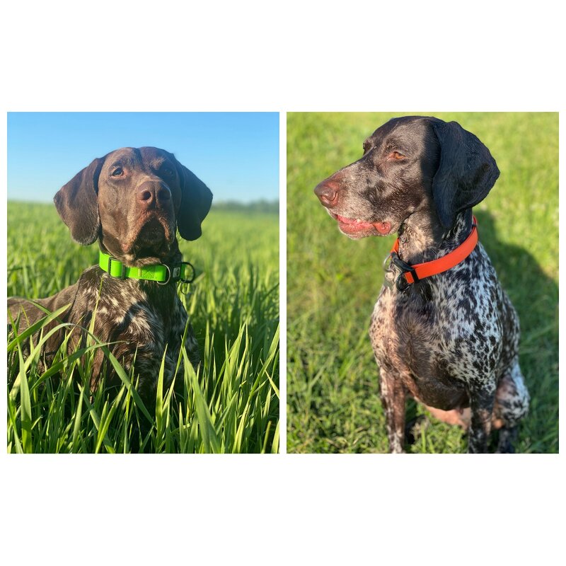 PVC Waterproof Dog Lead Manufacturer - Anti Dirty Easy to Clean All Sizes