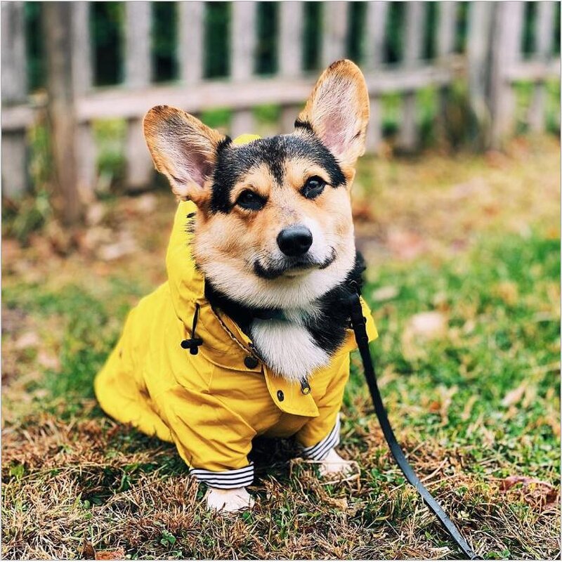 Dog Raincoat Manufacturer - British Style Hot Sale Yellow Stripe with Hood