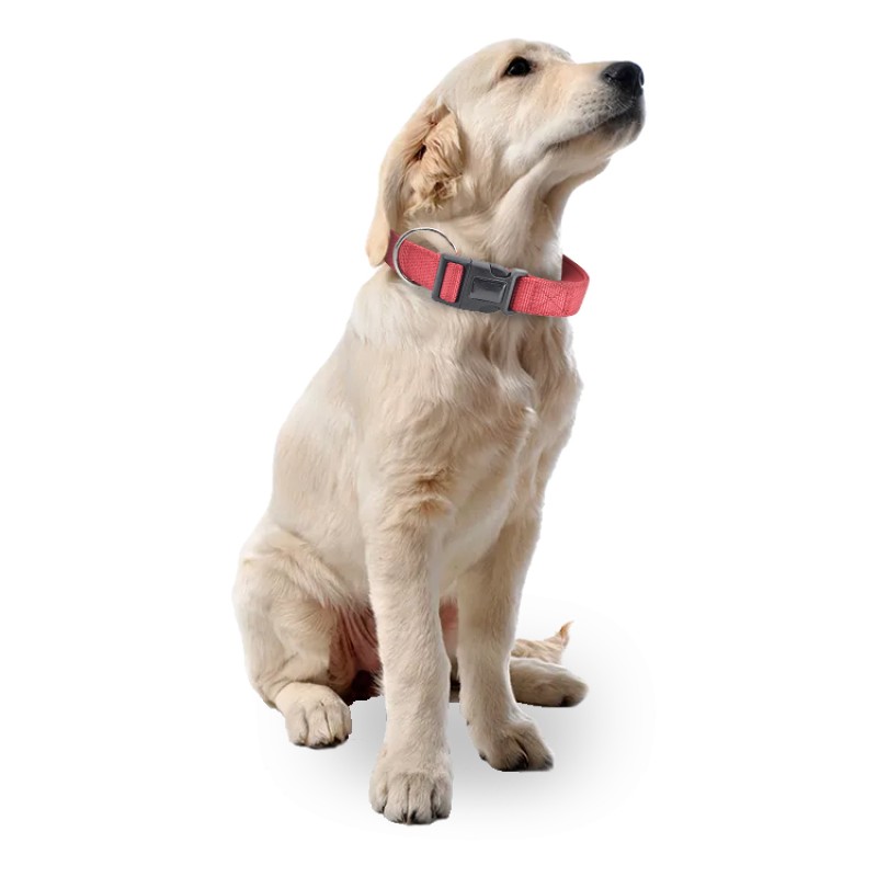 Braided Leather Dog Collar Manufacturer - Wholesale Custom Dog Training Collar
