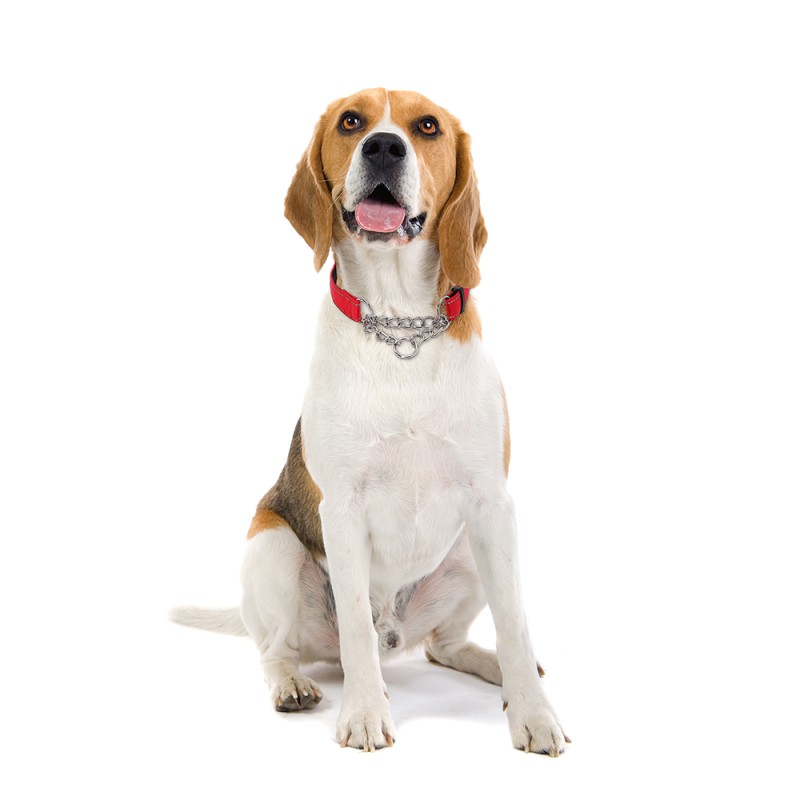 Martingale Dog Collar Manufacturer - Stainless Steel Chain Reflective Nylon Fabric