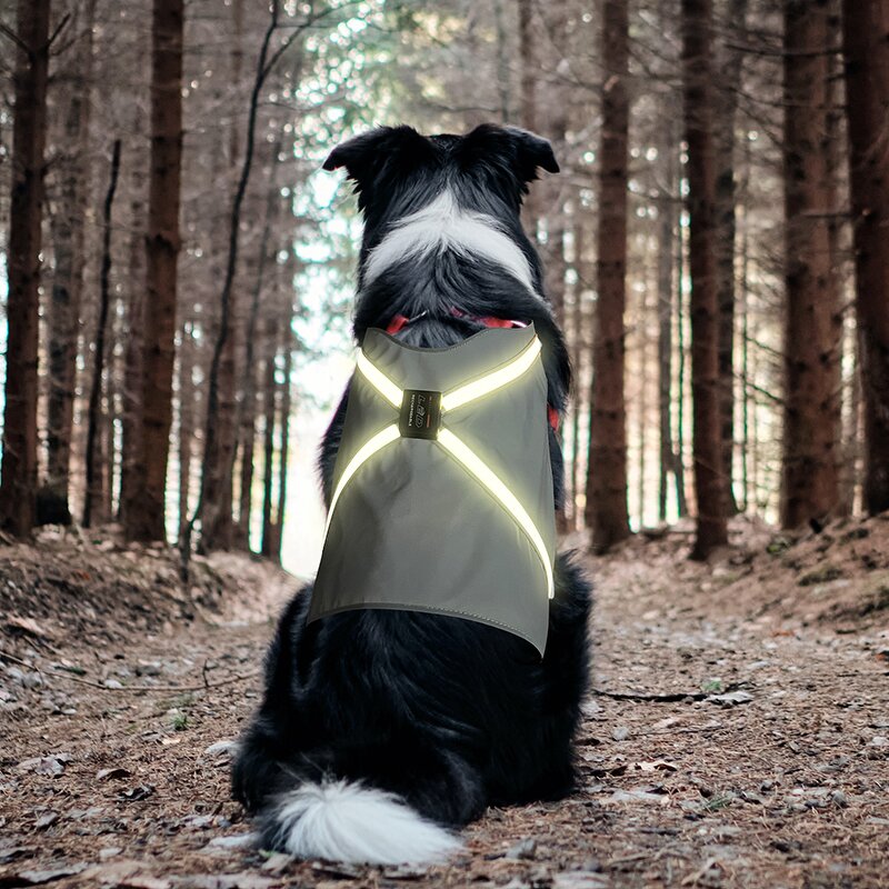 LED Pet Harness Manufacturer - 2024 New Design for Large Dog Light up