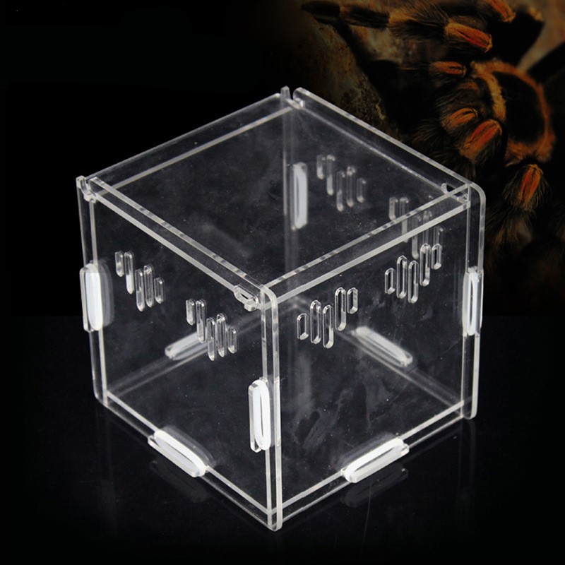 Acrylic Reptile Terrarium Manufacturer - Small Plastic Tank for Spider Lizard Snake