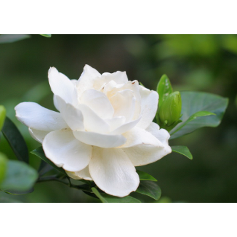 Gardenia Oil Manufacturer - Low Price Best Selling Plant Extract for Aromatherapy