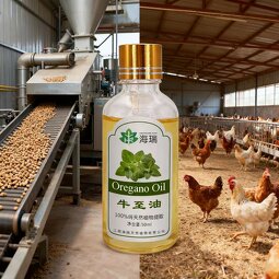 Oregano Oil Manufacturer - Feed Grade Over 80% Carvacrol Pure Natural
