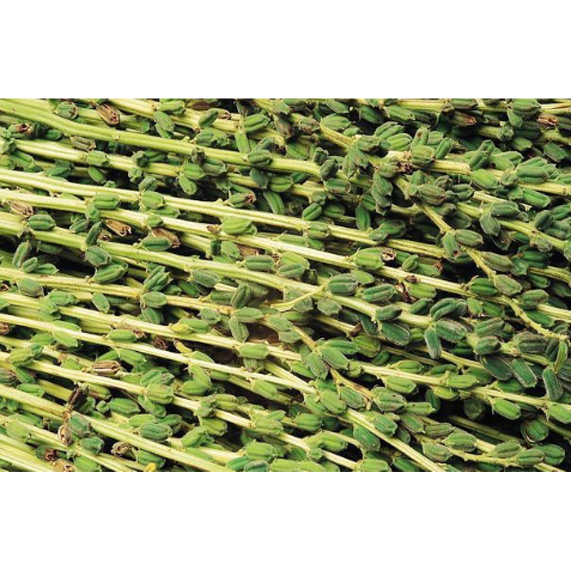 Sesame Oil Manufacturer - Factory Directly Wholesale Good Price Food Grade