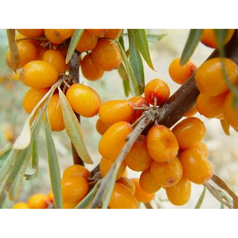 Sea Buckthorn Seed Oil Manufacturer - Cold Pressed Premium Flavor and Fragrance Product