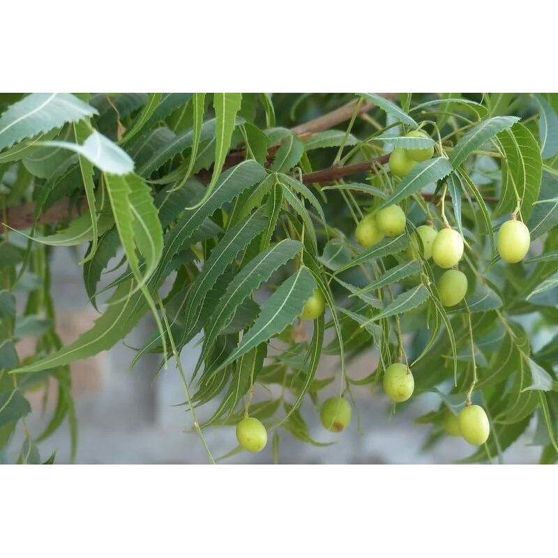 Neem Oil Manufacturer - Factory Price 100% Organic Unrefined Cold Pressed for Plants