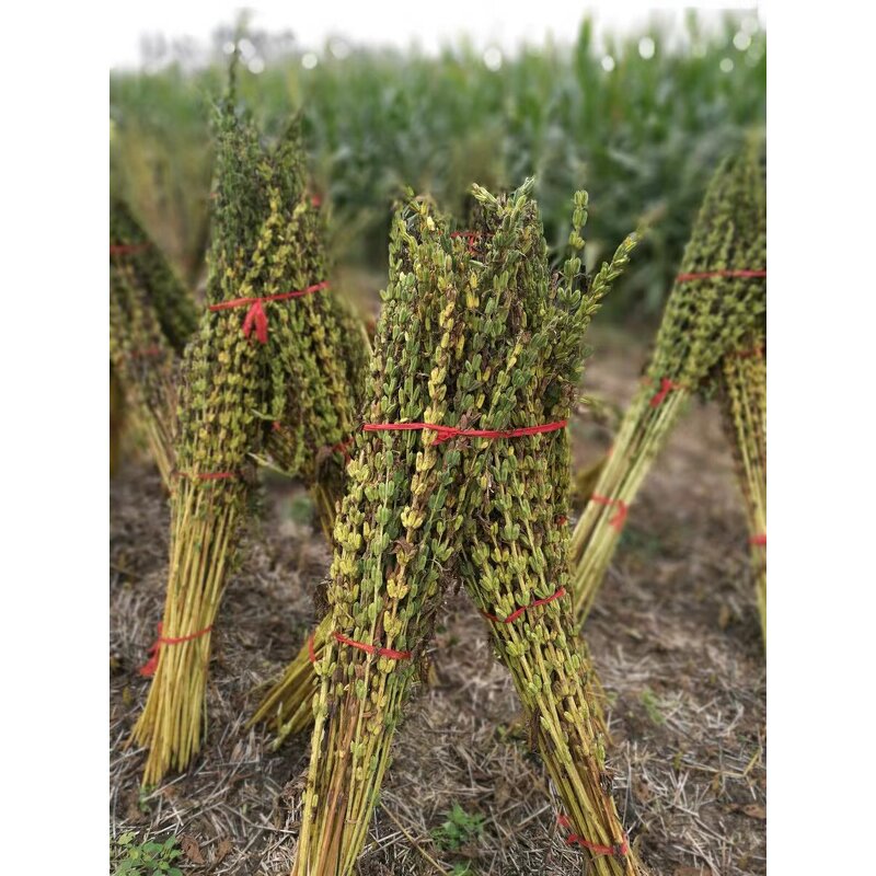 Sesame Oil Manufacturer - Factory Directly Wholesale Good Price Food Grade