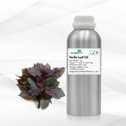 Perilla Leaf Essential Oil Manufacturer - Wholesale Price 100% Pure Natural Organic