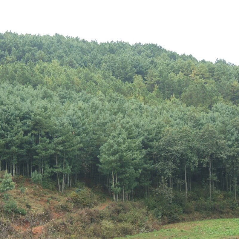 Cedarwood Oil Manufacturer - Factory Offers High Quality for Aromatherapy Making Spice