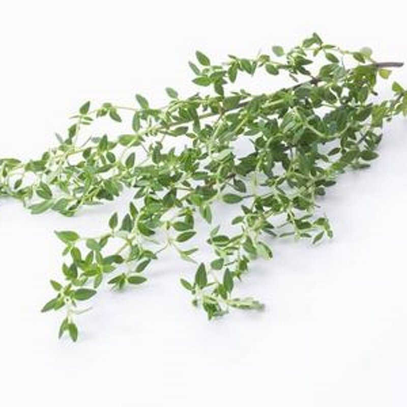 Thyme Oil Manufacturer - Stream Distillation Quality Wild Pure Natural