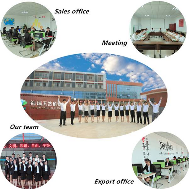 Eucalyptus Globulus Oil Manufacturer - 100% Pure Non-alcoholic for Toothpaste Mouthwash