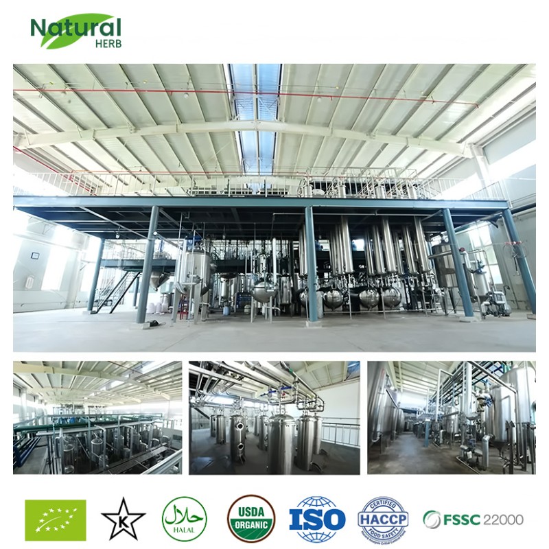 Xanthium Sibiricum Extract Manufacturer - Wholesale Natural Food Grade Wild Cultivated