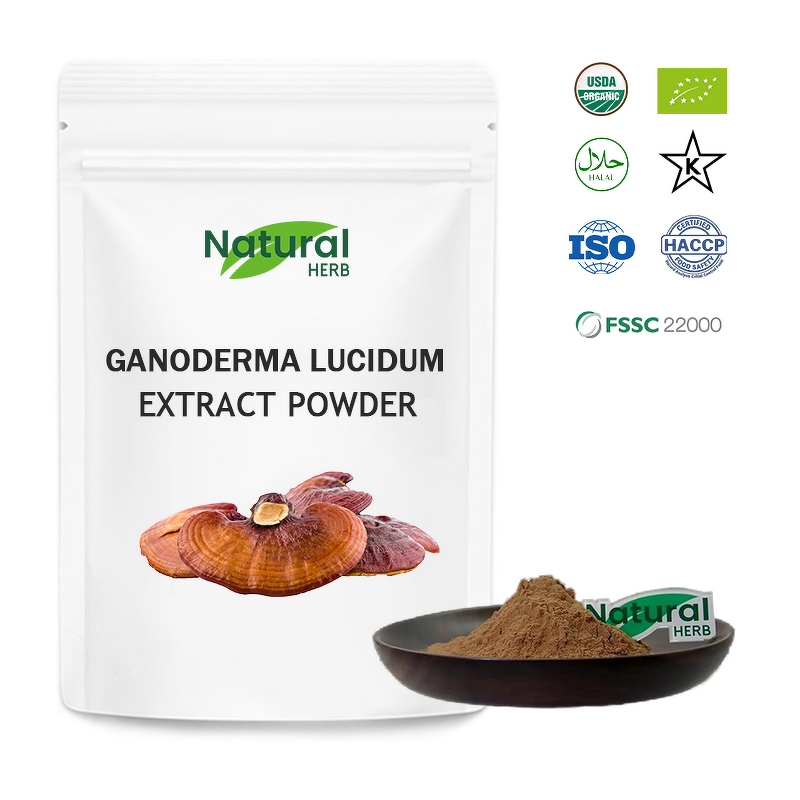 Ganoderma Extract Powder Factory - High Quality Organic Ganoderma Mushroom Extract