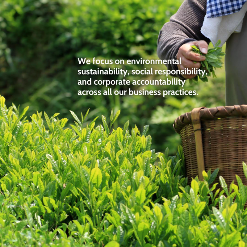 Matcha Powder Factory - OEM Organic Instant Cocoa Leaf Green Tea