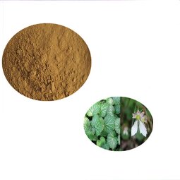 Bergenin Powder Supplier - Saxifraga Stolonifera Extract 98% Bergenin
